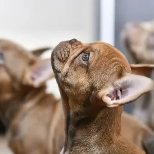 Isabella Sable French Bulldog dog puppy Isabella Sable French Bulldog dog puppy