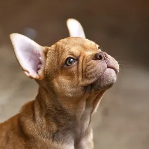 Isabella Sable French Bulldog dog puppy Isabella Sable French Bulldog dog puppy