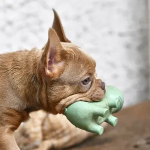 Isabella Sable French Bulldog dog puppy carrying squeaky toy in mouth