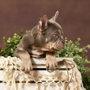 Isabella tan French Bulldog puppy in box with boho decor in front of brown background Isabella tan French Bulldog puppy in box with boho decor in front of brown background