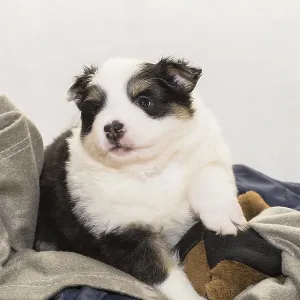 Island dog, puppy Island dog, puppy