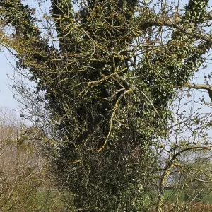 Ivy in a Tree, Normandy (Hedera helix) Ivy in a Tree, Normandy (Hedera helix)