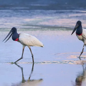 Two Jabirus walking through shallow water at dusk Two Jabirus walking through shallow water at dusk