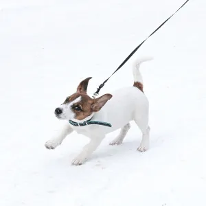 Jack Russell puppy with collar running in snow Jack Russell puppy with collar running in snow