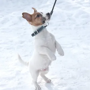 Jack Russell puppy stands on his hind legs Jack Russell puppy stands on his hind legs