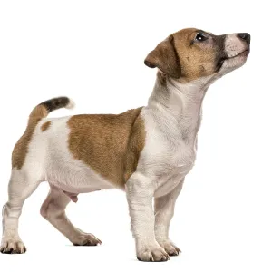 Jack russell standing looking up Jack russell standing looking up