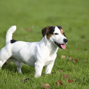 Jack Russell Terrier