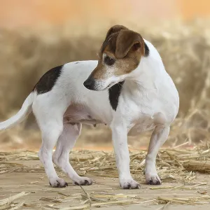 Jack Russell Terrier, bitch