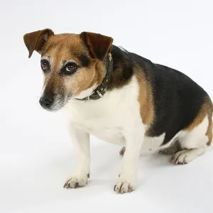 Jack Russell Terrier, bitch, 8 years old, shy Jack Russell Terrier, bitch, 8 years old, shy