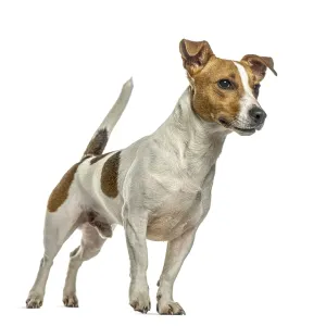 Jack russell terrier dog standing Jack russell terrier dog standing
