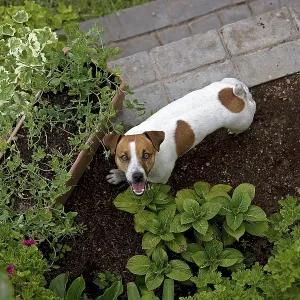 JACK RUSSELL TERRIER IN A GARDEN