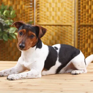 Jack Russell Terrier, male
