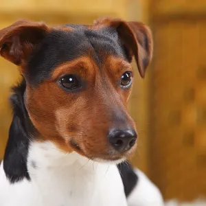 Male Jack Russell Terrier Print