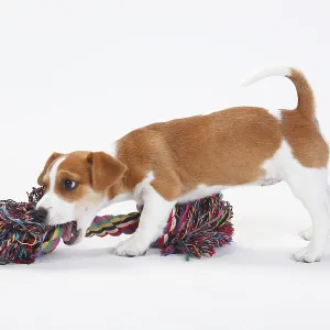 Jack Russell Terrier, Puppy, 9 weeks