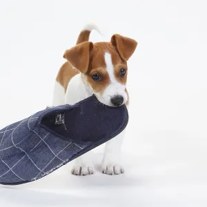 Chien Terrier Russell de Jack, Puppie, 9 semaines.
