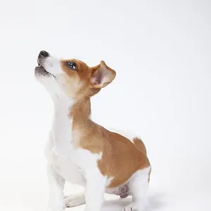 Jack Russell Terrier, Puppy, 9 weeks, Bitch