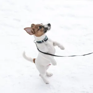 Jack Russell Terrier puppy standing on hind legs Jack Russell Terrier puppy standing on hind legs