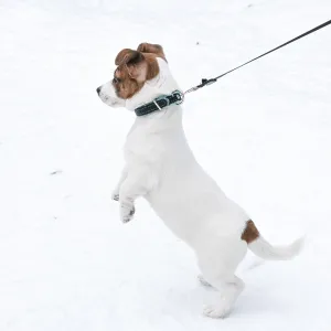 Jack Russell Terrier puppy wearing collar Jack Russell Terrier puppy wearing collar
