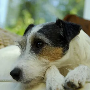 Jack Russell Terrier, tricolour