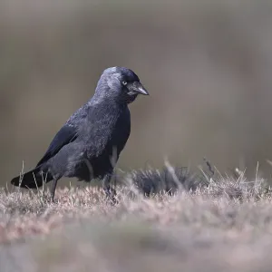 Jackdaw (Corvus monedula) running over grass