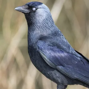 Jackdaw (Corvus monedula) Print: Closed Nictitating Membrane Jackdaw (Corvus monedula) Print: Closed Nictitating Membrane