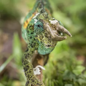 Jackson's Chameleon (Trioceros jacksonii)