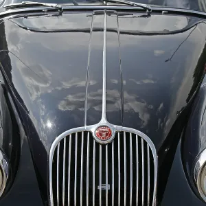 Jaguar Jaguar