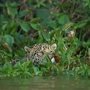Jaguar (Panthera onca) camouflaged by leaves in water Jaguar (Panthera onca) camouflaged by leaves in water