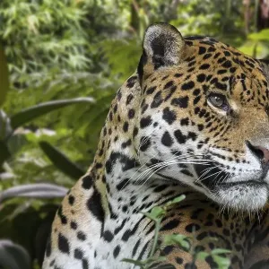 Jaguar (Panthera onca) close up portrait in jungle