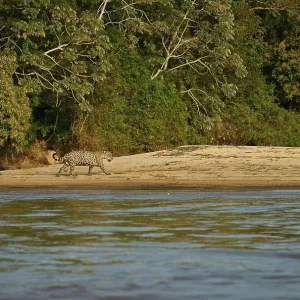 Jaguar (Panthera onca) runs on the riverbank in front of dense rainforest