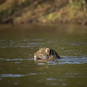 Jaguar (Panthera onca) swimming Jaguar (Panthera onca) swimming