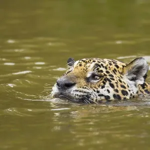 Jaguar (Panthera onca), swimming in river Jaguar (Panthera onca), swimming in river