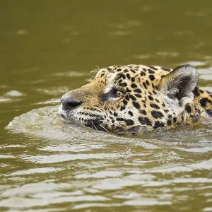 Jaguar (Panthera onca), swimming in river Jaguar (Panthera onca), swimming in river