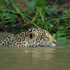 Jaguar (Panthera onca) swims in water Jaguar (Panthera onca) swims in water