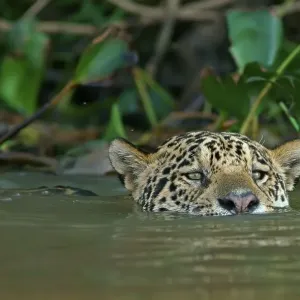 Jaguar (Panthera onca) swims in water Jaguar (Panthera onca) swims in water