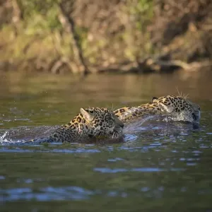 Two Jaguars (Panthera onca) swimming Two Jaguars (Panthera onca) swimming