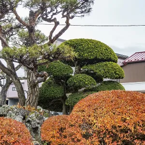 Japanese garden with bonsai trees and colorful autumn leaves Japanese garden with bonsai trees and colorful autumn leaves