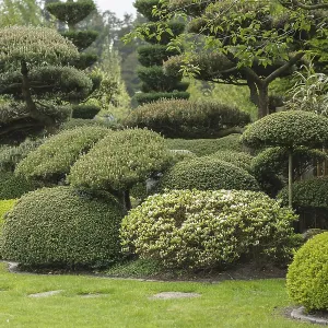 Japanese garden, wooded pine (Pinus mugo) Japanese garden, wooded pine (Pinus mugo)