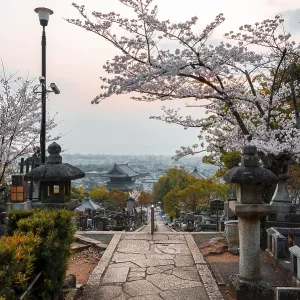 Japanese Temple with Cemetery of Cherry Blossom