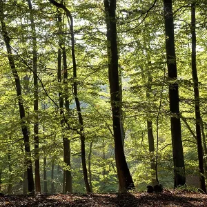 Jasmund National Park, Ruegen, Mecklenburg-Western Pomerania