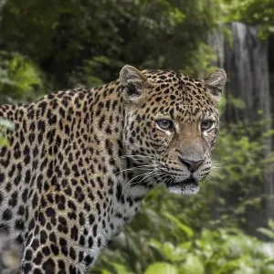 Javan leopard (Panthera pardus melas) hunting in tropical rainforest