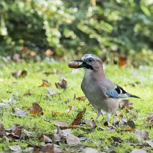 A jay (Garrulus glandarius) carries an acorn across the grassy clearing in soft morning light A jay (Garrulus glandarius) carries an acorn across the grassy clearing in soft morning light