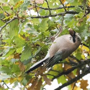 A jay (Garrulus glandarius) collects acorns in an oak tree (Quercus) A jay (Garrulus glandarius) collects acorns in an oak tree (Quercus)