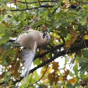 A jay (Garrulus glandarius) collects acorns in an oak tree (Quercus) A jay (Garrulus glandarius) collects acorns in an oak tree (Quercus)