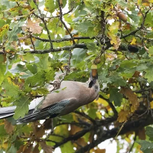 A jay (Garrulus glandarius) collects acorns in an oak tree (Quercus) A jay (Garrulus glandarius) collects acorns in an oak tree (Quercus)