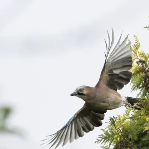 A jay (Garrulus glandarius) flies off the branch of a yew (Taxus baccata) A jay (Garrulus glandarius) flies off the branch of a yew (Taxus baccata)