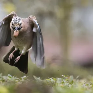 A jay (Garrulus glandarius) in flight with an acorn in its beak A jay (Garrulus glandarius) in flight with an acorn in its beak
