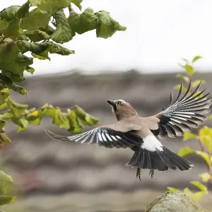 A jay (Garrulus Glandarius) in flight in front of a blurred background of leaves A jay (Garrulus Glandarius) in flight in front of a blurred background of leaves