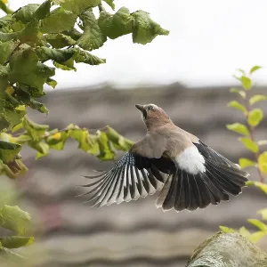 A jay (Garrulus Glandarius) in flight in front of a blurred background of leaves A jay (Garrulus Glandarius) in flight in front of a blurred background of leaves