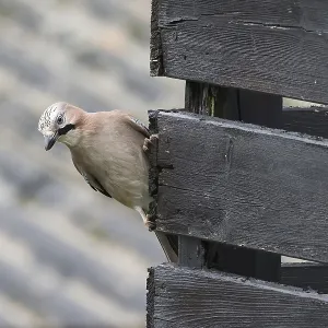A jay (Garrulus glandarius) peers curiously from behind a wooden stick and observes the surroundings A jay (Garrulus glandarius) peers curiously from behind a wooden stick and observes the surroundings